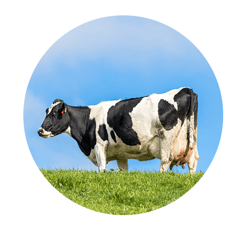 New Zealand Cows